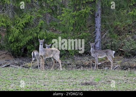 Tre cervi dalla coda bianca, Odocoileus virginianus, in un campo coltivato all'inizio della primavera. Gli animali stanno guardando in macchina fotografica, pronti a correre nella foresta Foto Stock