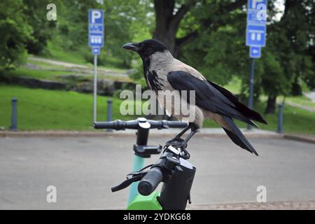 Corvo con cappuccio urbano intelligente, Corvus Cornix, arroccato su una bici da città condivisa in un giorno d'estate Foto Stock