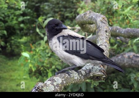 Young Hooded Crow, Corvus Cornix, primo piano arroccato su un albero in un giorno d'estate Foto Stock