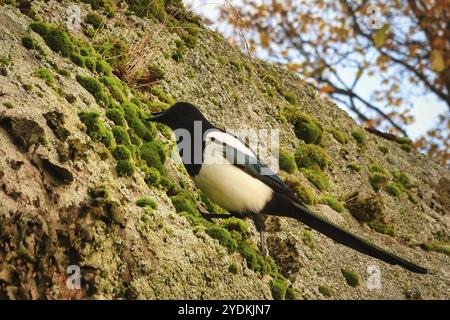 Magpie eurasiatiche o Magpie comuni, Pica pica, scavo muschio. Il corvido cerca insetti o cibo nascosto da un altro uccello Foto Stock