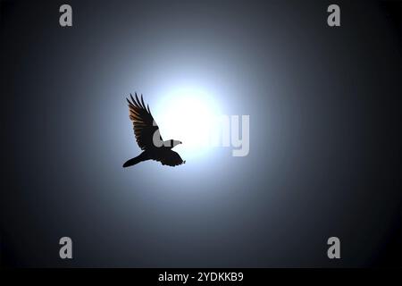 Misterioso Black Raven vola contro Full Moon di notte Foto Stock