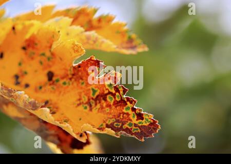 Primo piano di foglie gialle di Crataegus in autunno, copia lo spazio a destra, profondità di campo bassa Foto Stock