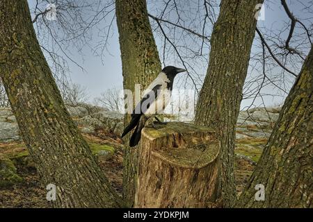 Corvo incappucciato, Corvus cornix seduto su un ceppo d'albero, con quattro alberi che crescono intorno ad esso, in una mattinata limpida di primavera Foto Stock