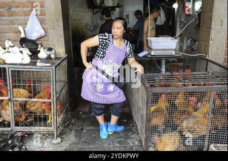 04.08.2012, Chonqching, Cina, Asia, Un macellaio si trova di fronte ad una macelleria di pollame che vende polli, oche e anatre. Consumo di carne in Chin Foto Stock