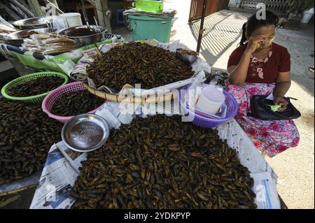 20 dicembre 2013, Yangon, Repubblica dell'Unione di Myanmar, Asia, Un venditore siede accanto al suo bancone che vende grilli arrostiti in un mercato di strada nel primo Foto Stock