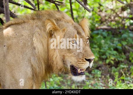 Leone maschio nella riserva selvatica di Selous, Tanzania. Foto Stock
