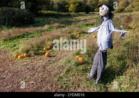 Toppa di zucca con ragazzo, Halloween, Galles, Regno Unito Foto Stock