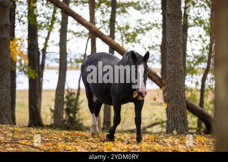 Cavallo nero con fiamme bianche che pascolano sulle foglie autunnali cadute sotto gli alberi. Cavalli nativi estoni ( Estone Klepper) che pascolano nel prato costiero. Foto Stock