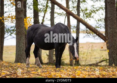 Cavallo nero con fiamme bianche che pascolano sulle foglie autunnali cadute sotto gli alberi. Cavalli nativi estoni ( Estone Klepper) che pascolano nel prato costiero. Foto Stock