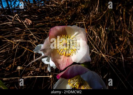Primo piano di Helleborus niger bianco nel sottobosco delle api di Asiago Vicenza Italia Foto Stock