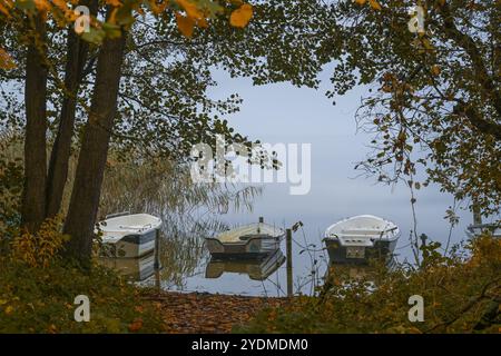 Tre barche a remi ormeggiate in acque calme sulla riva di un lago sotto grandi alberi con foglie autunnali, paesaggio stagionale in una mattinata nebbiosa, copia spazio Foto Stock