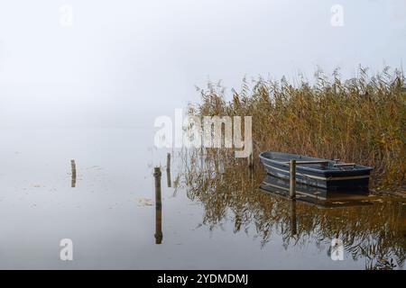 Barca a remi ormeggiata in acque calme accanto a canne secche su un lago con nebbioso clima autunnale, paesaggio mattutino stagionale, ampio spazio per le copie, messa a fuoco selezionata Foto Stock