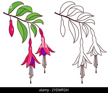 Chilco , Fuchsia magellanica, disegno fucsia resistente. Ramificazione con foglie e fiori a colori e contorno bianco e nero. Clip vettoriale i disegnata a mano Illustrazione Vettoriale