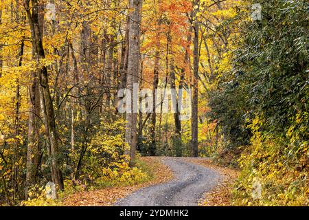 Strada tortuosa attraverso il vibrante caduta delle foglie nella foresta nazionale di Pisgah, Brevard, North Carolina, STATI UNITI D'AMERICA Foto Stock