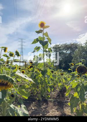 Campo di girasole sotto la torre elettrica sullo sfondo blu del cielo Foto Stock