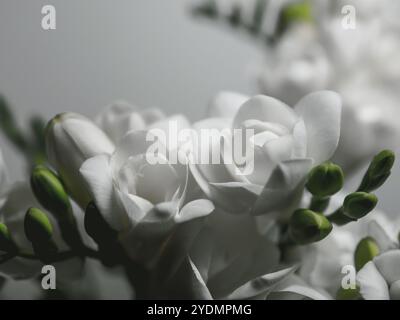 Fiori freesia bianchi su sfondo scuro Foto Stock