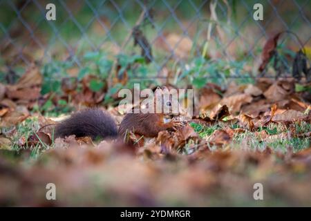 Uno scoiattolo rosso europeo (Sciurus vulgaris) che forgia le noci su un terreno coperto di foglie autunnali. Foto Stock