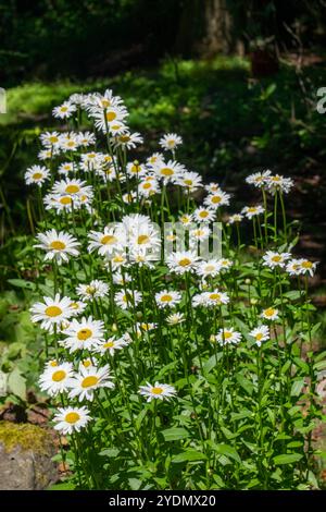 Issaquah, Washington, Stati Uniti. Cluster di Shasta Daisies in crescita Foto Stock