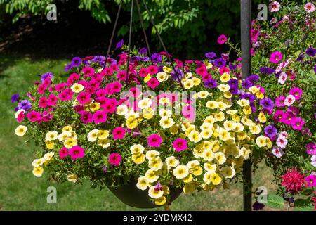 Issaquah, Washington, Stati Uniti. Piantatrice sospesa di Calibrachoa, piante erbacee con asse boscoso che crescono annualmente o perenne. Foto Stock