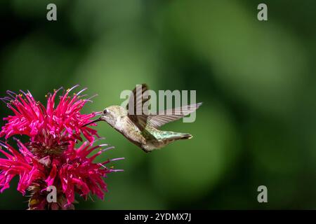 Issaquah, Washington, Stati Uniti. Colibrì femmina di Anna che raccoglie il nettare da un fiore di Bee Balm Foto Stock