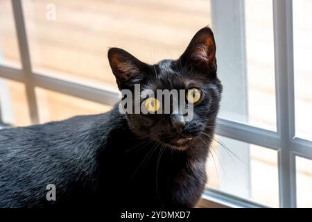 Lynwood, Washington, Stati Uniti. Il signor Pickles, un gatto domestico di capelli corti vicino a una finestra Foto Stock