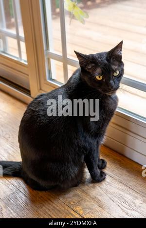 Lynwood, Washington, Stati Uniti. Il signor Pickles, un gatto domestico che chiede di uscire Foto Stock