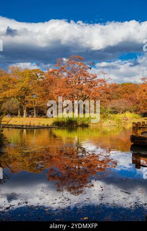 Autunno a Tokyo. Bellissime foglie autunnali nel parco Yoyogi, nel quartiere di Shibuya Foto Stock