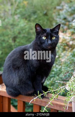 Lynwood, Washington, Stati Uniti. Il signor Pickles, un gatto domestico di capelli corti seduto su una ringhiera di legno di un ponte Foto Stock