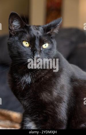 Lynwood, Washington, Stati Uniti. Il signor Pickles, un gatto domestico di capelli corti seduto su un divano Foto Stock