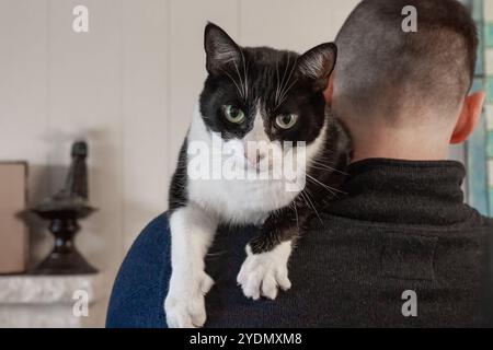 Lynwood, Washington, Stati Uniti. Momo, un gatto domestico di capelli corti tenuto sulle spalle di un uomo Foto Stock