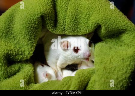 Lynwood, Washington, Stati Uniti. I Glider di zucchero sono animali molto sociali e dormiranno insieme in un'unica morbida custodia in tessuto Foto Stock