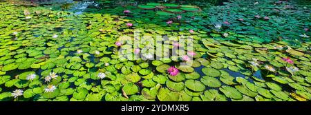 Singapore - 13 agosto 2024: Laghetto di giglio nei Giardini Botanici di Singapore Foto Stock