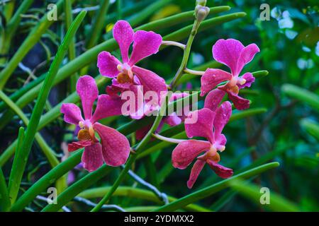 Singapore - 13 agosto 2024: Specie di fiori di orchidee nel National Orchid Garden Singapore Foto Stock