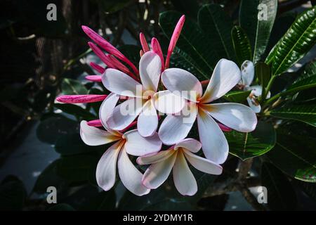 Singapore - 13 agosto 2024: Specie di fiori di orchidee nel National Orchid Garden Singapore Foto Stock