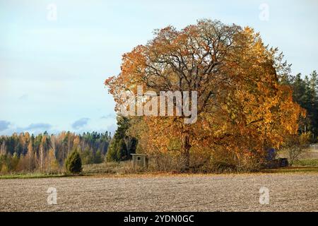Alto albero d'acero nel paesaggio autunnale Foto Stock