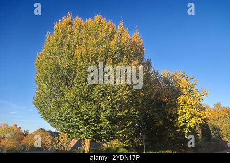 Verbreitete Laubbäume Europas Das Laub der durch Schnitt veränderte Hainbuche in leuchtenden Herbstfarben im Sonnenlicht Essen Nordrhein-Westfalen Deutschland *** alberi decidui diffusi in Europa il fogliame del carpino potato in colori autunnali brillanti alla luce del sole Essen Renania settentrionale-Vestfalia Germania Foto Stock