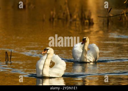 Un paio di cigni muti illuminati dalla luce del sole d'autunno dorata con fogliame autunnale riflesso nell'acqua Foto Stock
