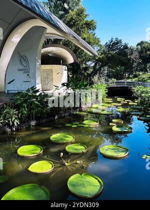 Singapore - 13 agosto 2024: Lily Pads nei Giardini Botanici di Singapore Foto Stock