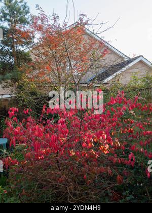 Colori autunnali nel nostro giardino Foto Stock