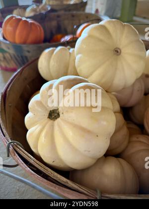 Cestino pieno di piccole zucche bianche in un mercato agricolo locale, ideale per decorazioni autunnali, mostre stagionali e allestimenti minimalisti a tema autunnale Foto Stock