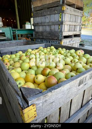 Grande cassa di legno ripiena di mele appena raccolte all'Apple Ridge Farm, pronta per il mercato e la stagione autunnale del raccolto. Allestimento rustico perfetto per l'autunno Foto Stock