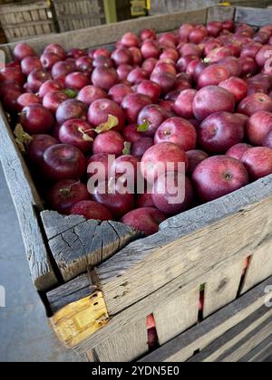 Cassa di mele rosse appena raccolte (Malus domestica) esposta in una scatola rustica di legno in un'azienda agricola o in un frutteto, che mette in risalto la taglia naturale e stagionale Foto Stock