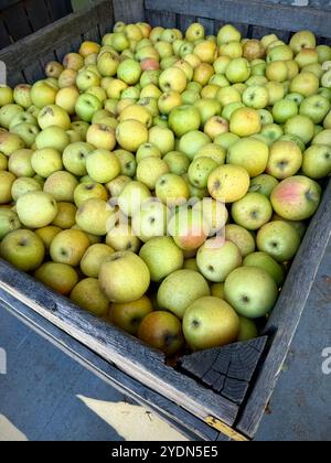 Cassa ripiena di mele verdi appena raccolte (Malus domestica) in una scatola rustica di legno presso l'azienda agricola o il frutteto, sottolineando il raccolto fresco e biologico autunnale Foto Stock