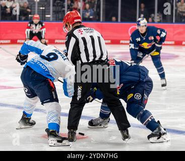 Linesperson David Tschirner fuehrt ein bully aus zwischen Myles Powell (ERC Ingolstadt Panther, #9) und Ben Smith (EHC Red Bull Muenchen, #12). GER, EHC Red Bull Muenchen contro ERC Ingolstadt Panther, Eishockey, DEL, 13. Spieltag, Saison 2024/2025, 27.10.2024. Foto: Eibner-Pressefoto/Franz Feiner Foto Stock