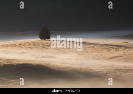 La luce soffusa dell'alba in mezzo alla nebbia mattutina getta lunghe ombre sui tranquilli prati dell'Alpe di Siusi, con un albero solitario che aggiunge profondità alla serenità Foto Stock
