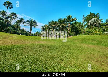 Singapore - 13 agosto 2024: Prato nei Giardini Botanici di Singapore Foto Stock