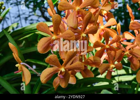 Singapore - 13 agosto 2024: Specie di fiori di orchidee nel National Orchid Garden Singapore Foto Stock