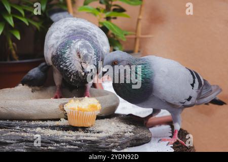 Due piccioni di roccia (Columba livia) che picchiano un muffin a Ibiza, catturando un momento sincero di fauna urbana nell'ambiente mediterraneo Foto Stock