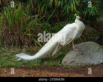 Il pavone bianco o la penna bianca è anche chiamato Pavo cristatus Foto Stock