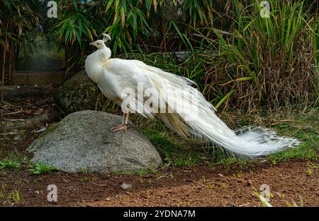 Il pavone bianco o la penna bianca è anche chiamato Pavo cristatus Foto Stock